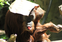 Cute Naughty Macaque Showing Its Food To The Viewer With A Bag On The Head