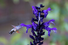 Hummingbird Hawk Moth Feeding On Blue Flower