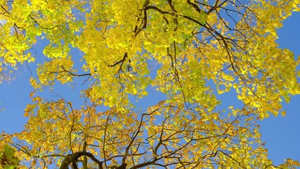 Wall Mural - Autumn colorful leaves on the branches of a maple sway in the wind