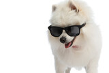 Fototapeta Zwierzęta - cool pomeranian dog wearing sunglasses and bandana