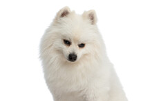 Adorable Pomeranian Dog Looking Down And Thinking About Something