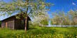 Blühende Obstbäume im Frühling, Streuobstwiese, Bayern, Deutschland, Panorama