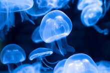 Aurelia Aurita Swimming Underwater Shots Glowing Jellyfish Moving In Water Pattern.