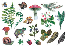 Forest. A Set Of Watercolor Illustrations On A Forest Theme. Mushrooms, Frog, Raspberry, Christmas Tree, Butterfly, Lily Of The Valley, Snail, Strawberry, Blueberry, Fern, Cone, Acorn, Feather, Nuts.