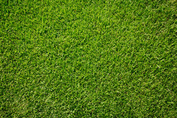 Canvas Print - green grass texture for background