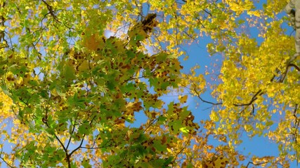 Wall Mural - Autumn colorful leaves on the branches of a maple sway in the wind