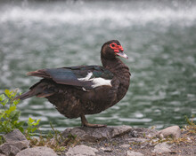 Shallow Focus Of A Muscovy Duck With A Blurry Background