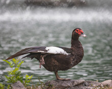 Shallow Focus Of A Muscovy Duck With A Blurry Background