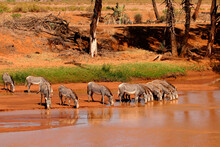 Zèbre De Grevy Boivent En Groupe Equus Grevyi Afrique Samburu Kenya