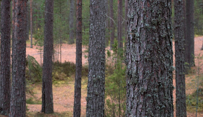 Pine trees in the autumn forest. Nature scene.