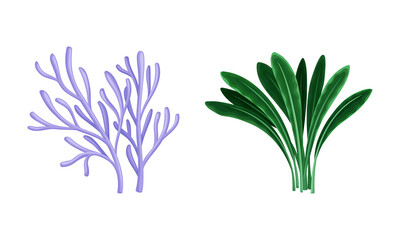 Wall Mural - Seaweed and Algae as Aquatic and Marine Plants Growing on Ocean Bottom Vector Set