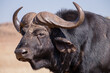 Close up sighting of a Cape Buffalo at the Rhino and Lion Park in South Africa