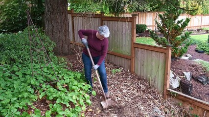 Wall Mural - Middle aged woman digging a hole to plant an oakleaf hydrangea in a back yard fall garden
