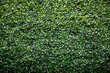 A view of a faux shrub wall facade, as a background.