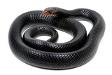 Eastern indigo snake (Drymarchon couperi) on a white background