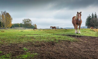 Wall Mural - horses in the meadow