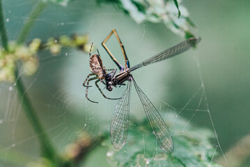 Poster - Bug trapped on spider's net