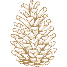 Pine Cone Golden Engraving Isolated