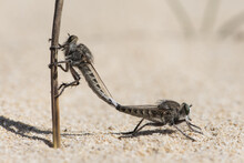 Promachus Consanguineus Robberfly Diptero Of The Asilidae Family, Large, Pair Mating Perched On Sand In Dune