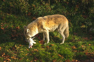 Wall Mural - White wolf with prey in teeth in nature