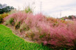 Beautiful pink Muhlenbergia capillaris  grass 