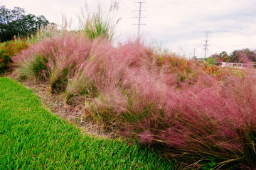 Beautiful pink Muhlenbergia capillaris  grass 