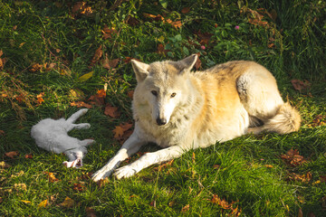 Wall Mural - White wolf in forest with rabbit prey, wildlife outdoors photo