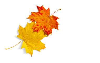 Wall Mural - Autumn maple leaves isolated on white background.