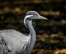 Close Up Portrait Image Of A Demoiselle Crane Against A Dark Background. The Crane's Vivid Red Eye Is In Sharp Contrast To The Grey And White Feathers Of The Head, Neck And Body.