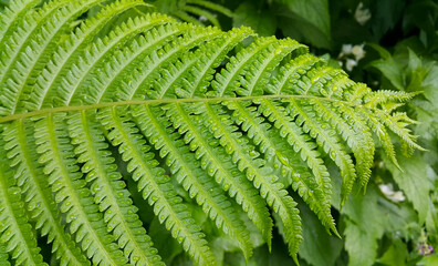 Canvas Print - fresh green foliage of fern bush with water drops