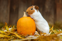 Little Guinea Pig With A Pumpkin In Falling Leaves In Autumn