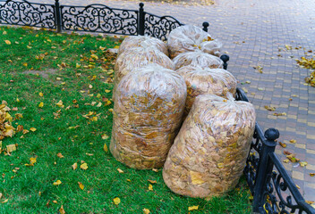 Autumn leaves in transparent plastic bags on an autumn day stand on a green lawn near a black metal fence