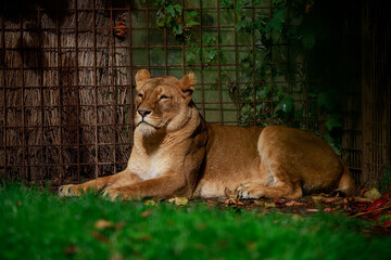 Sticker - Beautiful closeup shot of a tigon sitting next to a tree trunk; background