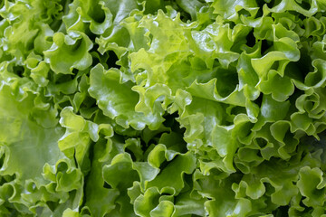 Wall Mural - Green salad leaves background