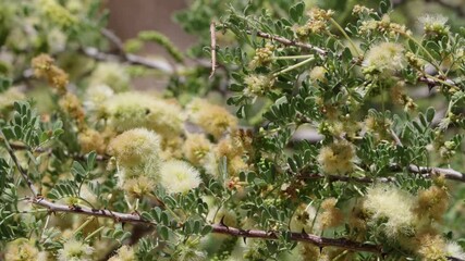 Wall Mural - Yellow flowering indeterminate spike inflorescences of Catclaw, Senegalia Greggii, Fabaceae, native perennial suprashrub in Big Morongo Canyon Preserve, Southern Mojave Desert, Springtime.