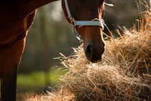 Bay Horse In Halter Eating Hay