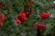 © Андрей Рыков - Close-up view of red ripe fruits of Sorbus aucuparia (rowan or mountain-ash) tree hanging on branches among green leaves. Selective focus. Beauty in nature. Ornamental plant theme.