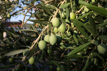 Poster - Closeup of green olives ripen on the branches of the tree