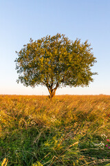 Wall Mural - tree in the end of summer