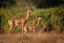 Gerenuk - Litocranius Walleri Also Giraffe Gazelle, Long-necked Antelope In Africa, Long Slender Neck And Limbs, Standing On Hind Legs During Feeding Leaves