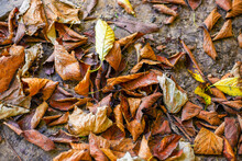 Dry Autumn Leaves On Wet Ground. Autumn Time, Cleaning The Garden