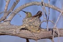 Female Annas Hummingbird On Nest In Arizona
