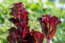 Tall Red Romaine Lettuce Growing Tall On Its Stalks. The Crop Has The Sun Shining On The Long Leaves. The Vegetable Is A Vibrant Purple With Green Farm Vegetables In The Background. 