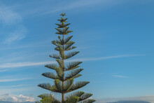 Norfolk Island Pine On Blue Sky Background Araucaria Heterophylla