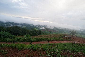 Sticker - vineyard in the morning