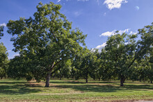 Pecan Tree Orchard Farm On A Beautiful Day