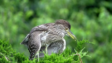 Wall Mural - Juvenile Black-crowned Night Heron in a Tree