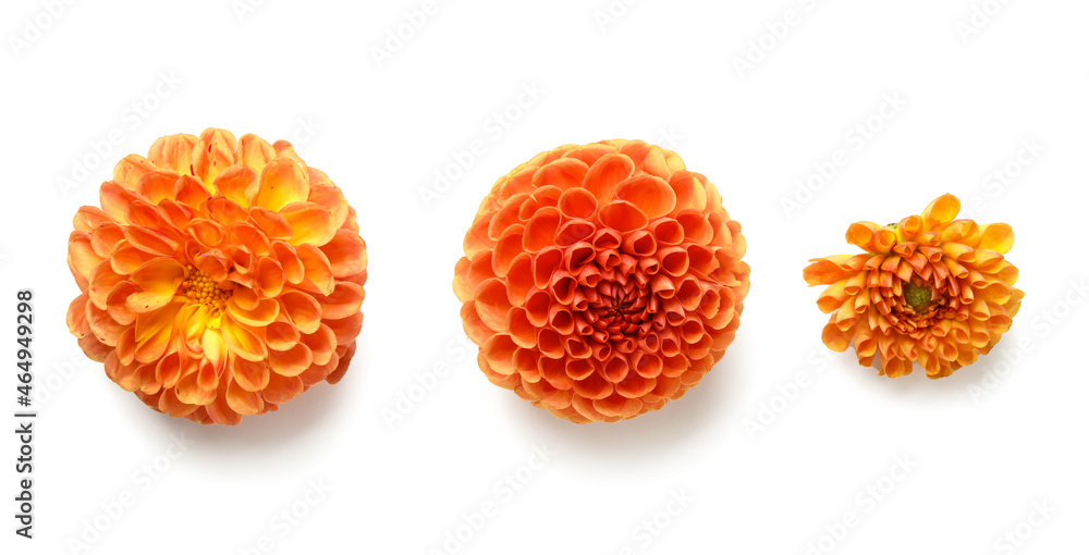 Different dahlias on white background