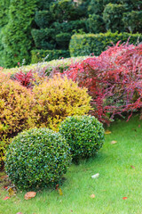 Wall Mural - Landscaping of a garden with a green lawn, colorful decorative shrubs and shaped yew and boxwood, Buxus, in autumn. Gardening concept.