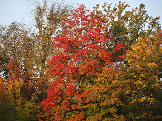 Canvas Print - red maple tree